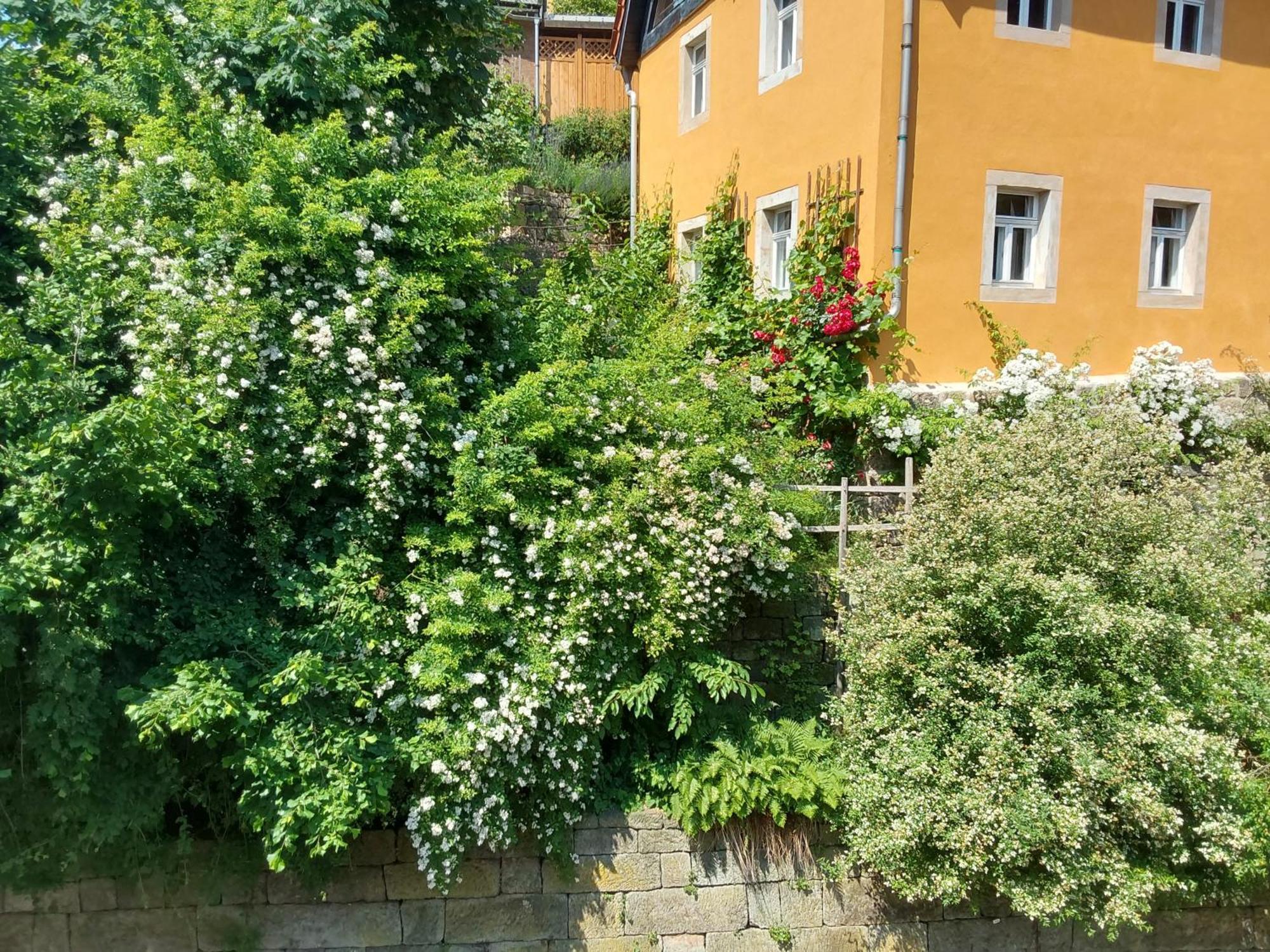 Bed And Breakfast Wehlen Stadt Wehlen Exterior photo